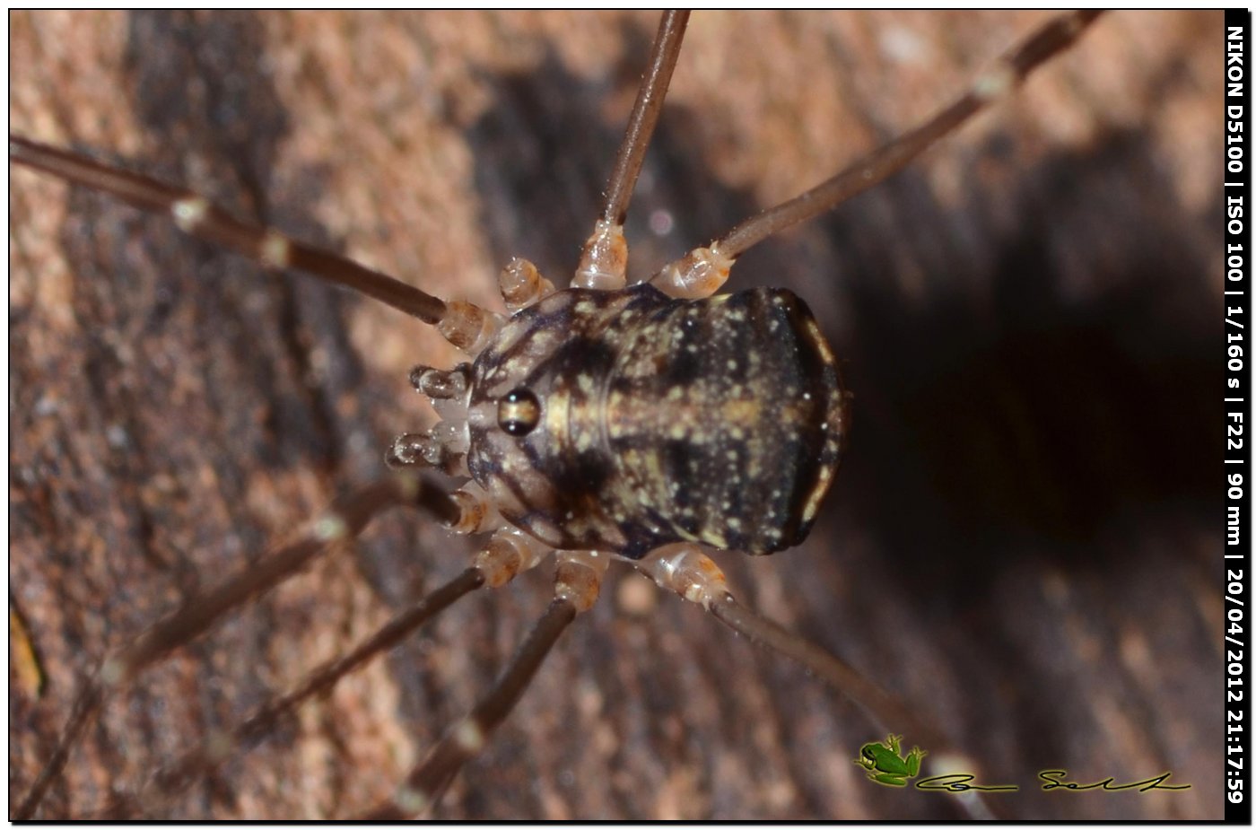 Nelima sp. da Ittiri - No 122